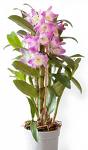 dendrabium.jpg