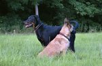 yaka (6mois) avec sa copine Loutsa (malinois de 7 ans)
