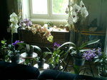 mes orchidées 012.jpg