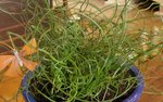 bonjour , qui peu identifier cette plante ?