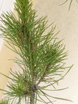 Aiguilles pin reduit.jpg