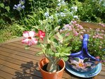 IMGP0857.JPG
