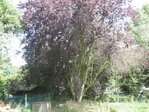 prunus1.JPG