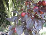 fruit.JPG