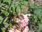 l'on voit les taches sur les feuilles du rosier. le feuillage de la tomate est exempte de maladeis.