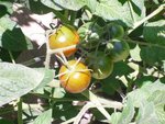 et jolis fruits