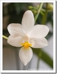 equstris alba