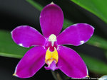 pulchra