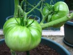 tomate 85.jpg