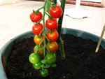 tomate 87.jpg