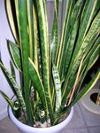 Voici la plante en question