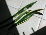 quelques feuilles atteintes