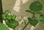 fleur et petit pois.JPG