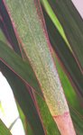 decoloration feuille.jpg