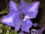 mon jardin 2 023.jpg