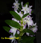 plantes-orchidees.jpg