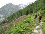 plante chamonix.jpg