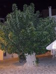 voici l'arbre en question