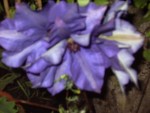 mon jardin 2 024.jpg