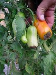 cornue des andes , de ma voisine, c foutu, 29 07 2009