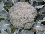Brocoli.