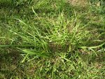 herbes 280709 002.jpg