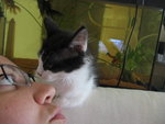 chaton028.jpg