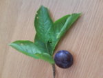 DSC01826.JPG