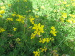 les fleurs qui envahissent mon jardin
