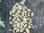 1ère récolte de pdt
