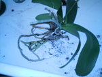 mes orchidées 044.jpg