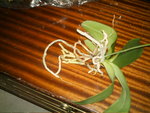mes orchidées 045.jpg