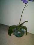 mes orchidées 050.jpg