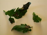 PICT0002.JPG