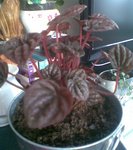 Plante Rouge