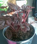 Plante Rouge