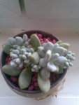 Plante Grasse 1