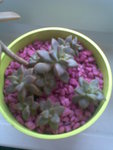 Plante Grasse 2