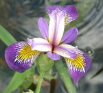 iris versicolor