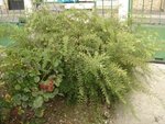 DSC06771.JPG