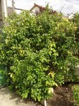 DSC06769.JPG