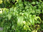 DSC06770.JPG