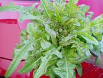la salade