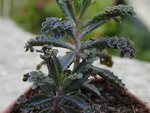 kalanchoe_tubiflora_1.jpg