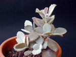 kalanchoe_pumila_1.jpg
