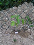 PICT0007.JPG