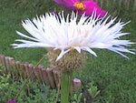 et la fleur prise en octobre