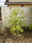 DSC06767.JPG
