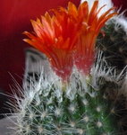 cactus 01 06 09 009.jpg