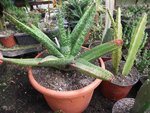 GASTERIA BICOLOR